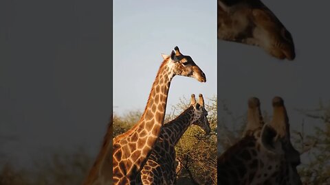 Giraffe siting along the Limpopo River