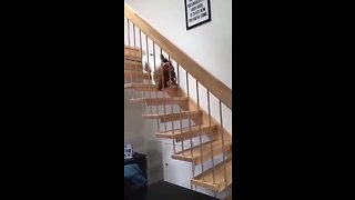 Pup Adorably Carries Favorite Pillow Down The Stairs