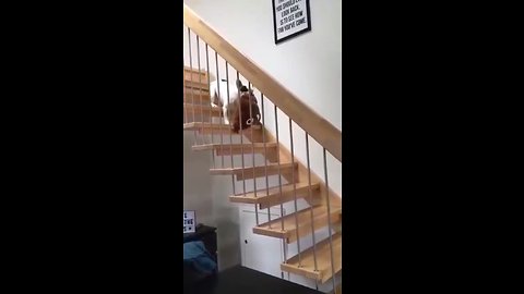 Pup Adorably Carries Favorite Pillow Down The Stairs
