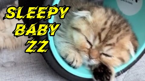 sleepy baby --zZ - cute cat & best song