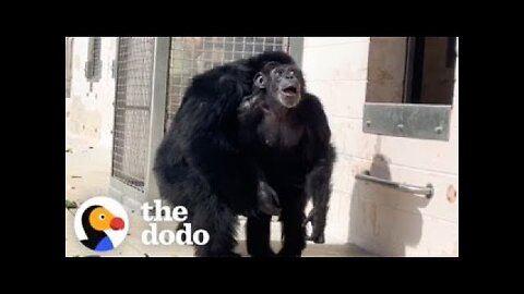 Chimp Sees The Sky For First Time In 28 Years