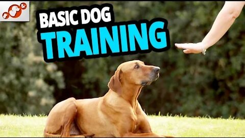 Basic Dog Training – TOP 10 Essential Commands Every Dog Should Know! Healthy Pets