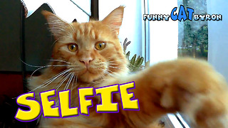 Funny Cat BYRON ❤️ Selfie on the window
