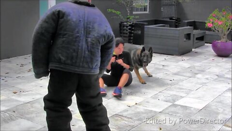 Step by Step Guard Dog Training