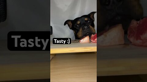 ROTTWEILER REACTS TO GRAPEFRUIT ASMR #Asmr #shorts #short #like #subscribe