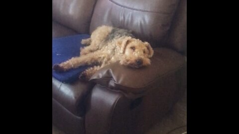 Dog rests head on sofa armchair