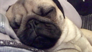 Snoring pug will melt your heart
