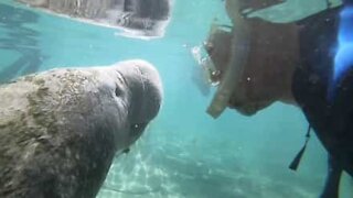 Snorkeler meets a manatee up close and personal