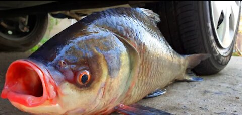 Car Experiment- CAR vs GIANT FISH?!!