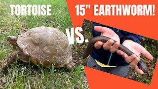 Huge earthworm crawls into tortoise den. Warning: Graphic!