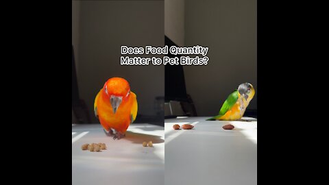 Does food quantity matter to pet birds?