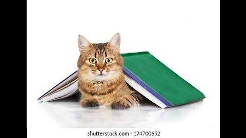 CAT 101: Basic cat training tips