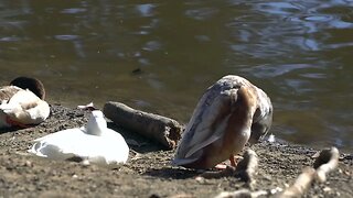 CatTV: Ducks on shore 2