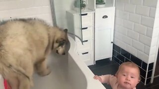 Giant Sulking Dog Hates Bath Time But Baby Helps Him (Cutest Duo EVER!!)-8