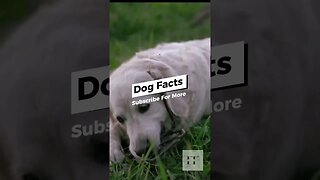 Dog Facts - I Bet You Don't Know🐶😜#dogs #doglovers #dogsoftiktok #dogsofinstagram #dogshorts #shorts