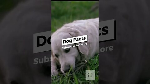 Dog Facts - I Bet You Don't Know🐶😜#dogs #doglovers #dogsoftiktok #dogsofinstagram #dogshorts #shorts