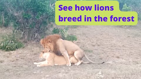 See how lions breed in the forest