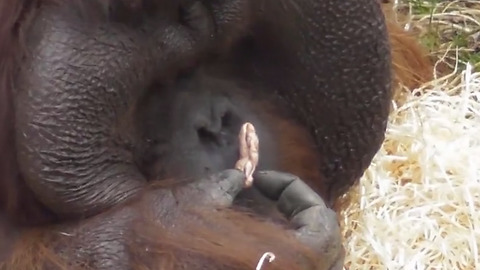 Hilarious orangutan sticks bubble gum up his nose