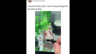 A man makes fun with this cute sea-creature