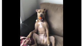 Dog sits in hilarious position to look out the window