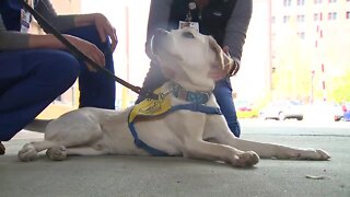 Service dogs visit Rose Medical Center to provide support to Colorado frontline workers