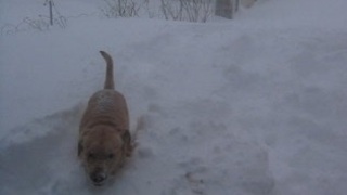 Dog plays fetch in deep snow