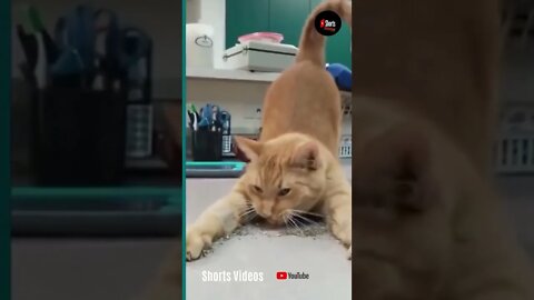 Funniest Cats and Dogs fighting Videos on Tik tok 2021 #shorts