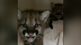 Two mountain lion cubs rescued from California fires after they lost their mother