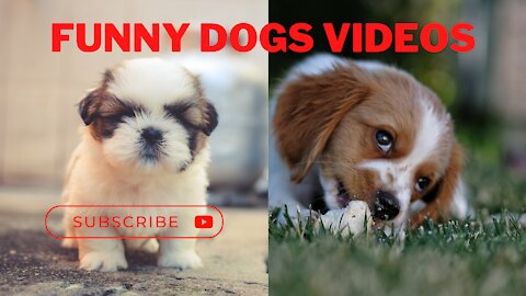 Cute Funny Animal Dogs Video