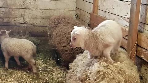 Adorable Lambs Jump On and Off Sheep’s Back