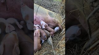 Piglets Have Been Born @UncleTimsFarm #kärnəvór #carnivore #shorts #freerangepigs #pigtalk