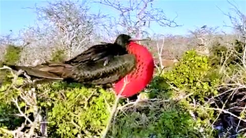 Male frtigatebird puts on stunning visual display to get the girl