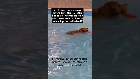 His Final Swim 🥺🥺🥺. Make a wish for this stage 4 cancer dog.. #dog