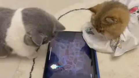 kittens playing video game 🤣
