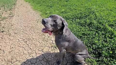 Bruce The Puppy Cane Corso 50 KG 110 Lbs 10.5 Months Old Walking