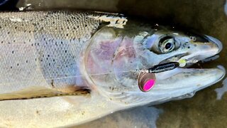 Steelhead on the Reel Michigan Anglers Steelhead Slammer Spinner #shorts Spinner fishing steelhead￼￼