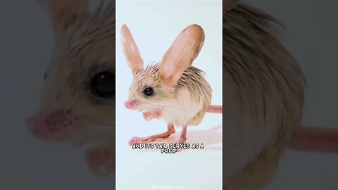 Long Eared Jerboa 🐭 One Of The Cutest And Exotic Animals In The World #shorts
