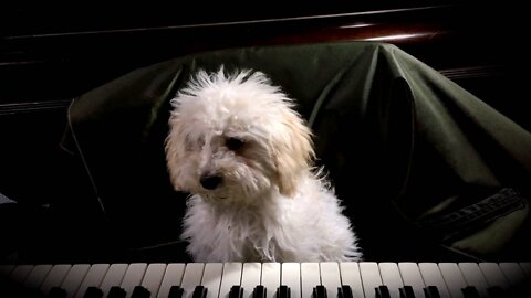 Silly Poodle Gets Envious and Demands to Play With the Piano