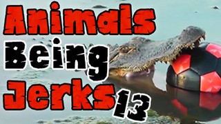 ​Animals Being Jerks #13