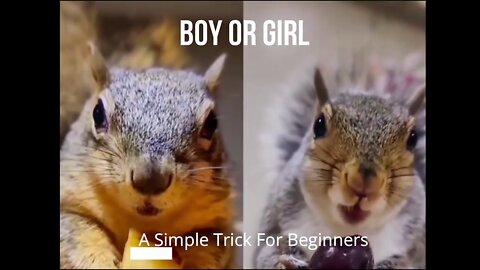Girl or Boy Squirrel ? This One Simple Thing Can Help You Identify Your Furry Friends