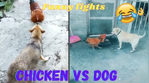 Chicken Vs Dog Funny Fights Cute Dogs