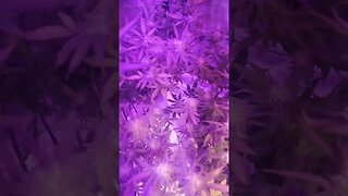 Cannabis Bloom Day32
