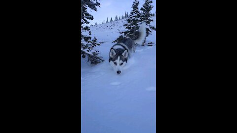 Husky LOVING the snow in the Canadian Rockies