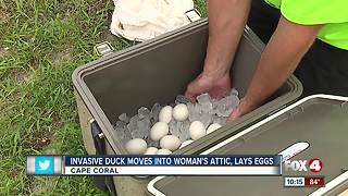 Invasive duck species living in Cape Coral attic