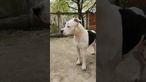 What do you say, is the thief gone? #shortvideo #viral #amstaff #amstafflove #amstaffworld #amstaffy