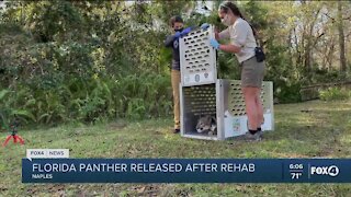 Rescued panther released