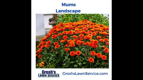 Mums Landscape Clear Spring Maryland