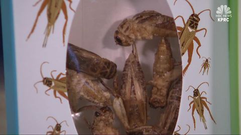 UW Study: Eating crickets may be beneficial than traditional protein sources