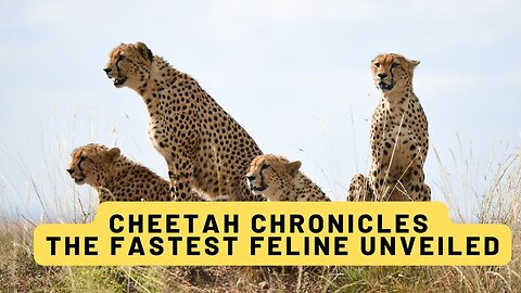 Cheetah Chronicles: The Fastest Feline Unveiled