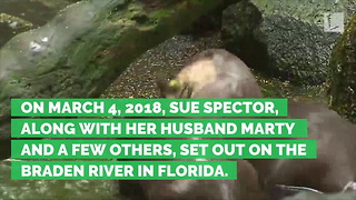 Wild Otter Attacks Age 77 Woman, Bites off Part of Ear